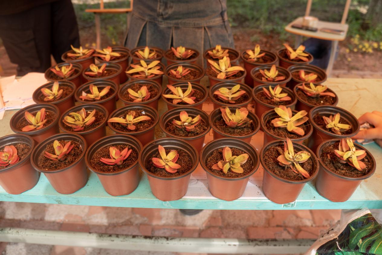 领养一抹绿 青春校园行 领养一抹绿 青春校园行